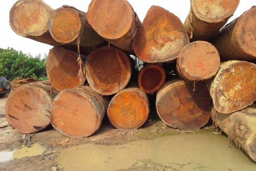 African Wood Logs, Certification : SGS