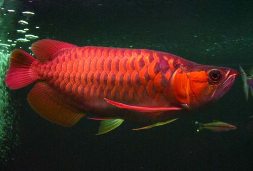Arowana Fish