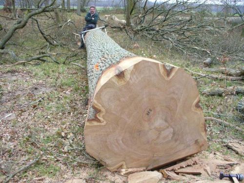 Beech Wood, Grade : A/B/C