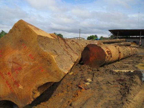 Doussie Wood Logs for Timber Products & Plank