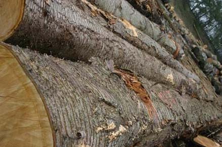 European Poplar Round Logs