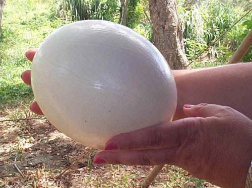 Fertile Ostrich Eggs