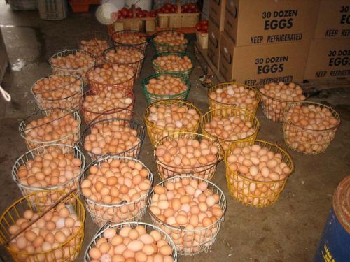 Fresh Chicken Table Eggs Brown