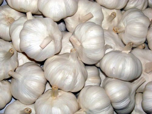 Fresh Pure White Garlic