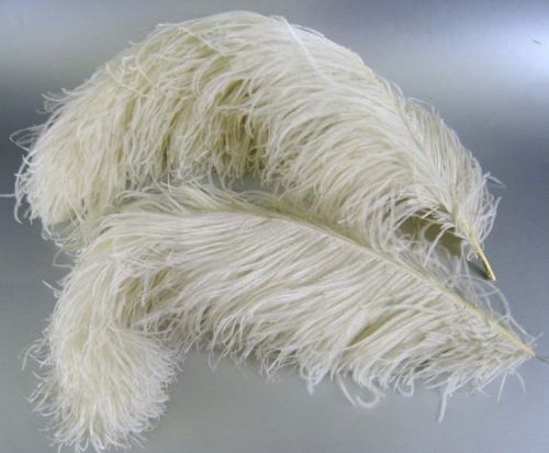 Ostrich Feathers