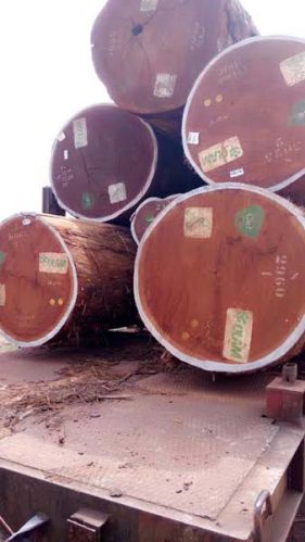 Sapeli Wood Logs