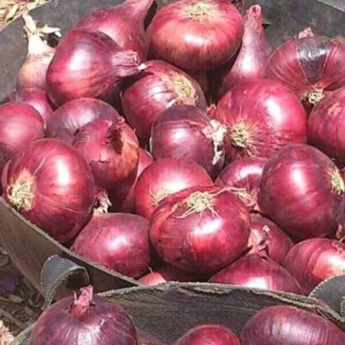 Fresh onion, Brand Name : modern, Packaging Type : red