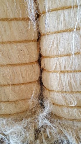 Sisal Fiber, Packaging Type : 100 kg bales