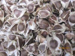 Moringa seeds, Storage Instructions : Cool Place