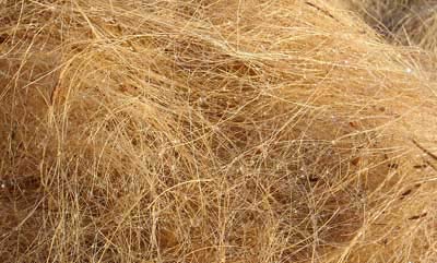 Coir Fibre