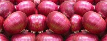 Fresh red onion For Human Consumption