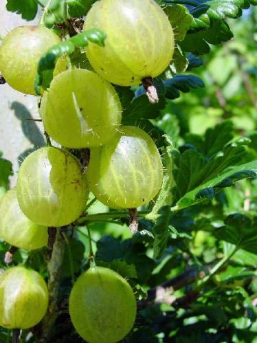 Fresh Gooseberry