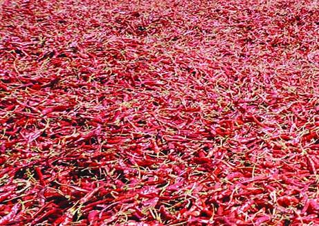 Dried Red Chillies Whole and Powder