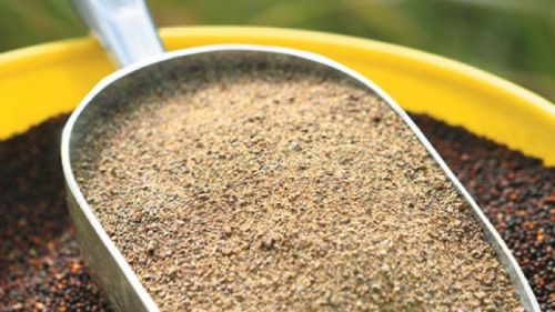 Canola Meal, Protein : 37 % Min.