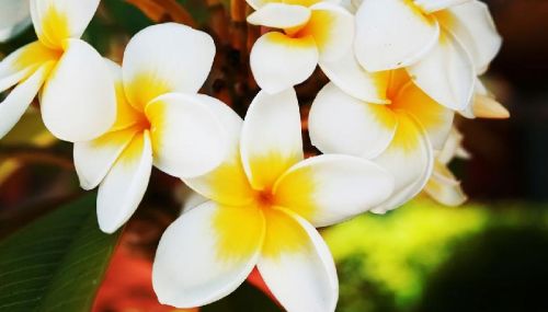 Frangipani Absolute Oil, Purity : 100%