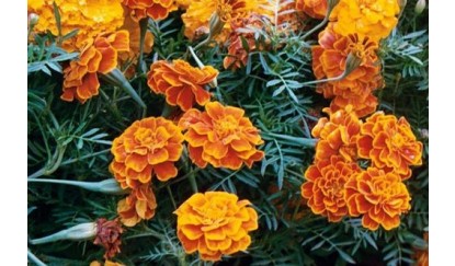 Genda Attar, Form : Liquid