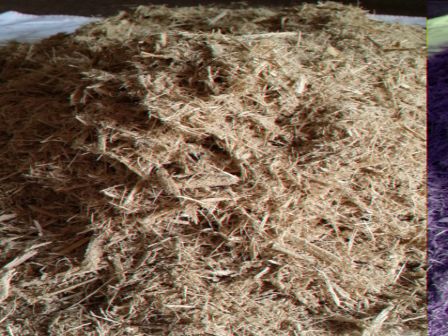 Sugarcane bagasse