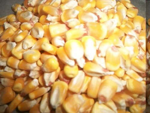 Yellow Corn Seeds, Number Of Flower : Natural