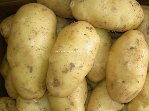Bluebill International Bulk Potato, Certification : ISO