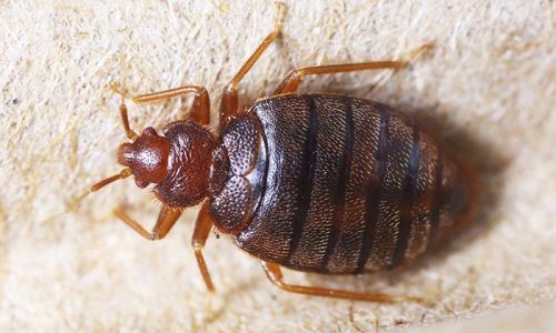 Bed Bug Pest Control Services