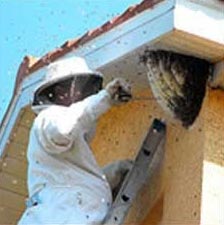 Honey Bee Hive Removal Services