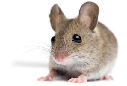 Rodent Pest Control Services