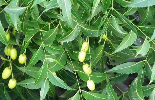 Neem Fruits, Packaging Size : 5kg, 20kg, 10 Kg