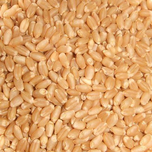 Wheat Seeds