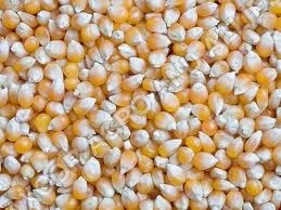 Maize Seeds, Shelf Life : 6-12 Months