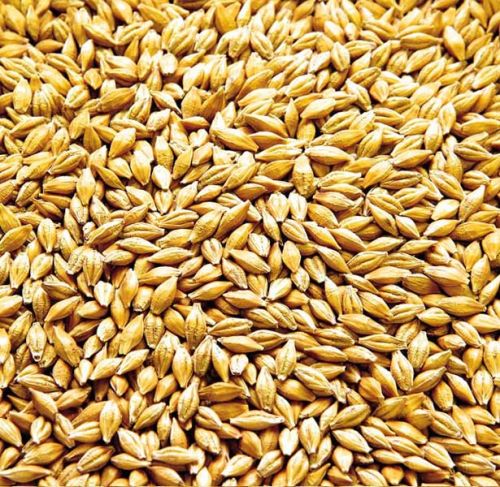 Malted Barley Seeds, For Human Consumption, Feature : Completely Safe, Excellent In Taste, Good For Health
