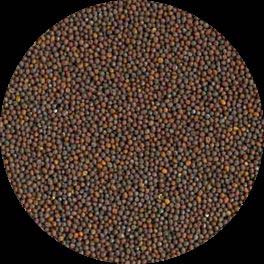 Blended Organic Mustard Seeds, For Cooking, Packaging Type : Drum, Mason Jar