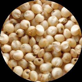 Organic Sorghum Seeds, Packaging Type : Plastic Bag