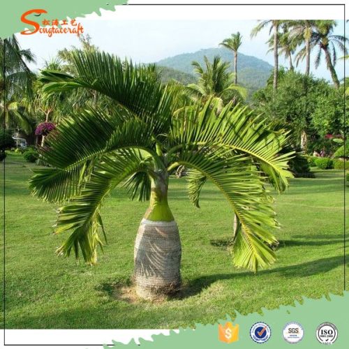 Bottle Palm Tree, Packaging Type : can be customized