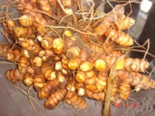 Turmeric Seeds, Packaging Type : Bright Yellow