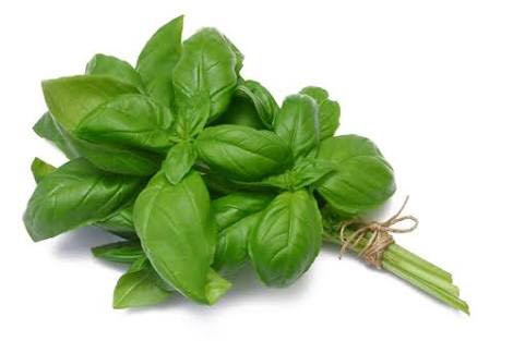 Organic Fresh Basil Leaves, For Medicinal, Color : Green