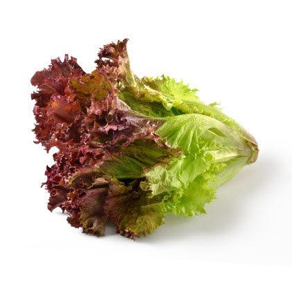 Lollo Rosso Lettuce, Packaging Type : Plastic Packet