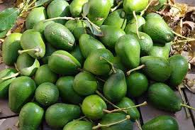 Fresh avocado, Shape : Round, Packaging Type : Green