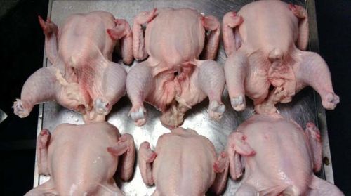 HALAL FROZEN WHOLE CHICKEN, Packaging Type : Carton boxes