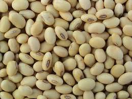 Soybeans Seeds