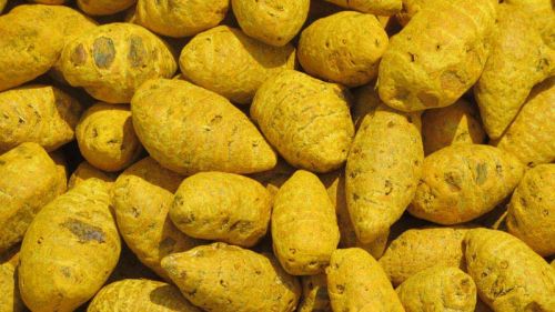 Turmeric Bulb, Packaging Type : 10 Kg