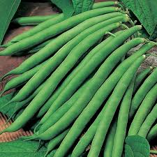 Common Fresh French Beans, For Cooking, Feature : Good For Health, High In Protein, Non Harmful