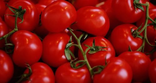 Fresh Tomato, Color : Red