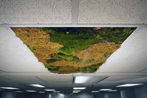Artificial Grass Ceiling