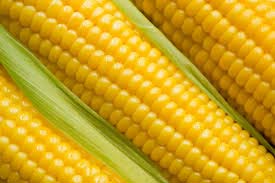 Yellow Corn