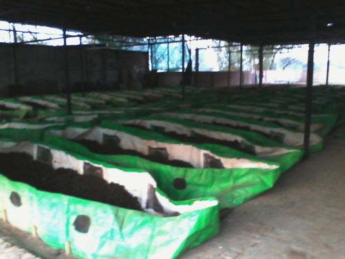 Neem Organic Vermicompost, For Agriculture, Purity : 100.00%