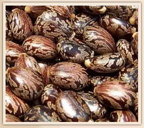 Castor Seed
