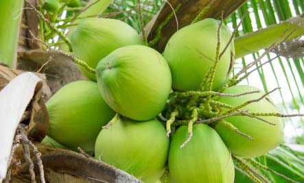 Organic Fresh Green Coconut, For Cosmetics, Medicines, Form : Solid