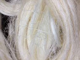 Sisal Fiber, Packaging Type : 100KG BALES