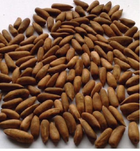 Shelled Pine Nuts