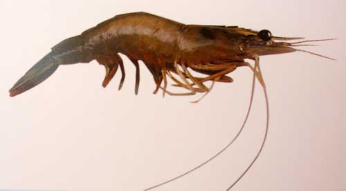 King Prawn